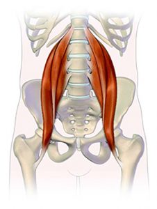 psoas muscle