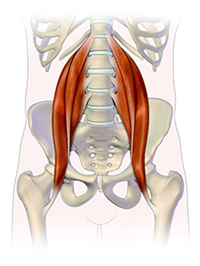 Back Pain The Essential Psoas Muscle Sb Sports And Pain Clinics