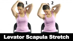 Levator scapulae stretch